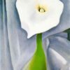 calla lily on grey.jpgLarge