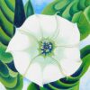 jimson weed.jpgLarge