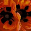 oriental poppies.jpgLarge